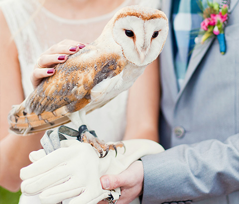 A barn owl with a heart-shaped face perched on a hand against a dark background featuring soft lighting and bokeh effects showcasing the beauty of wildlife