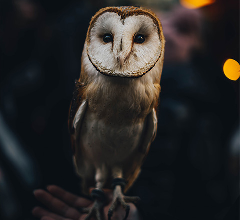 barn owl perched on gloved hands of couple at outdoor event showcasing the beauty of nature with eight feathers on display
