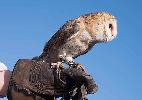 A barn owl perched on a gloved hand against a clear blue sky showcasing its unique feathers and features while representing 10 fascinating owl species.