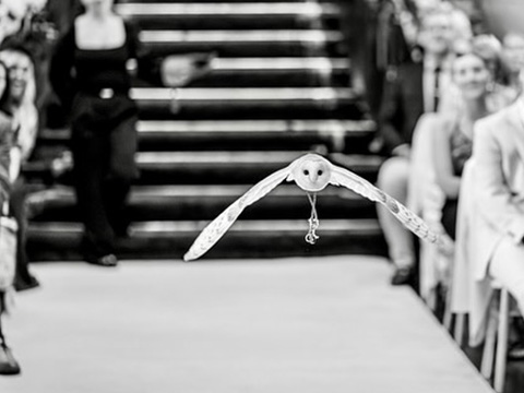 a flying owl with wings spread carrying an object with people watching in a formal setting showcasing elegance and 9 distinct features