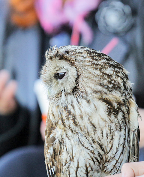owl profile with detailed feathers and serene expression showcasing wildlife nature and outdoor learning