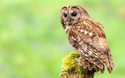 a majestic owl perched on a mossy stump displaying its intricate plumage and keen gaze showcasing nature's beauty and the wonders of wildlife photography including 11 unique features