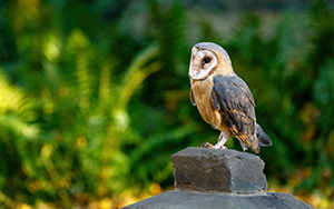 barn owl perched on stone with green foliage background and sharp features twelve nocturnal species