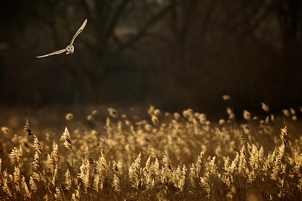 a barn owl flying above tall golden grass in a natural setting showcasing the beauty of wildlife and nature reflecting the number 7 in patterns of movement and light