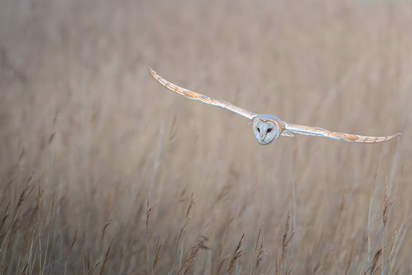 barn owl flying gracefully over tall golden grass in a natural setting showcasing elegance and wildlife beauty near 22 habitats