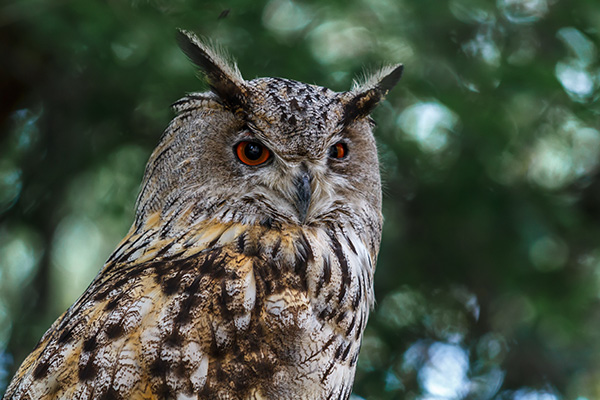 owl with striking orange eyes perched among green foliage showcasing 13 unique features of this majestic bird