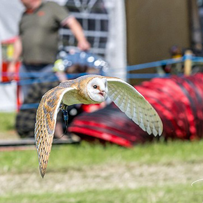 barn owl in flight with wings spread showcasing its graceful movement and the beauty of wildlife with a background of blurred spectators and equipment related to bird demonstrations at an outdoor event 8 species of owls flying freely