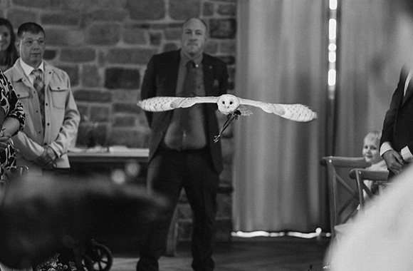 a barn owl in flight during a ceremony with guests observing in a rustic setting showcasing nature's beauty and elegance 10 essential moments