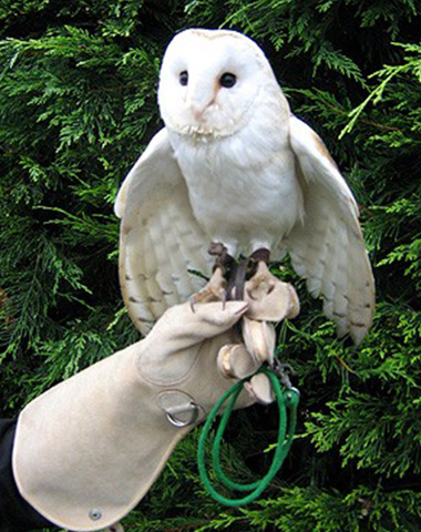 a person wearing a glove holds a white barn owl with wings outstretched in front of green foliage featuring twelve unique feathers